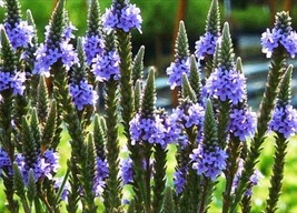 200+Blue Vervain Seeds Native Wildflower Herb Tea Perennial Drought From US - $9.26