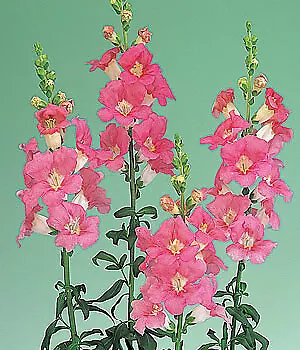 Snapdragon Chantilly Pink 500 seeds - £28.83 GBP