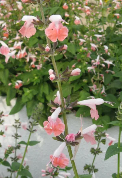 Salvia Coccinea Coral Nymph Texas Hummingbird Sage 20 Seeds Garden - £18.92 GBP