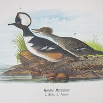 Bird Lithograph Print After John James Audubon Hooded Merganser Antique 1890 - £16.07 GBP