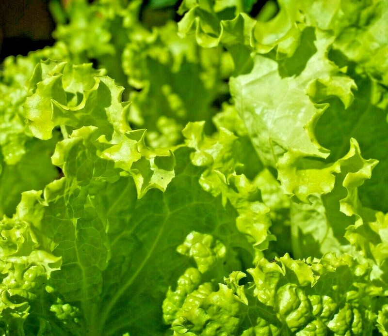 HT 1500 Lettuce Black Simpson Seeds Spring Salads Heirloom Microgreens G... - $14.12