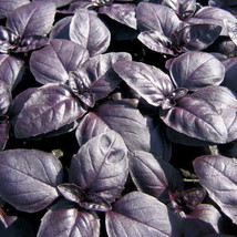 240 Seeds Basil, Red Rubin, Herb Basil - £9.33 GBP