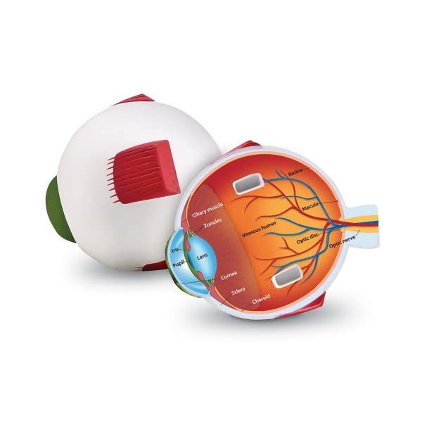 Learning Resources Cross Section Eye  - $45.00