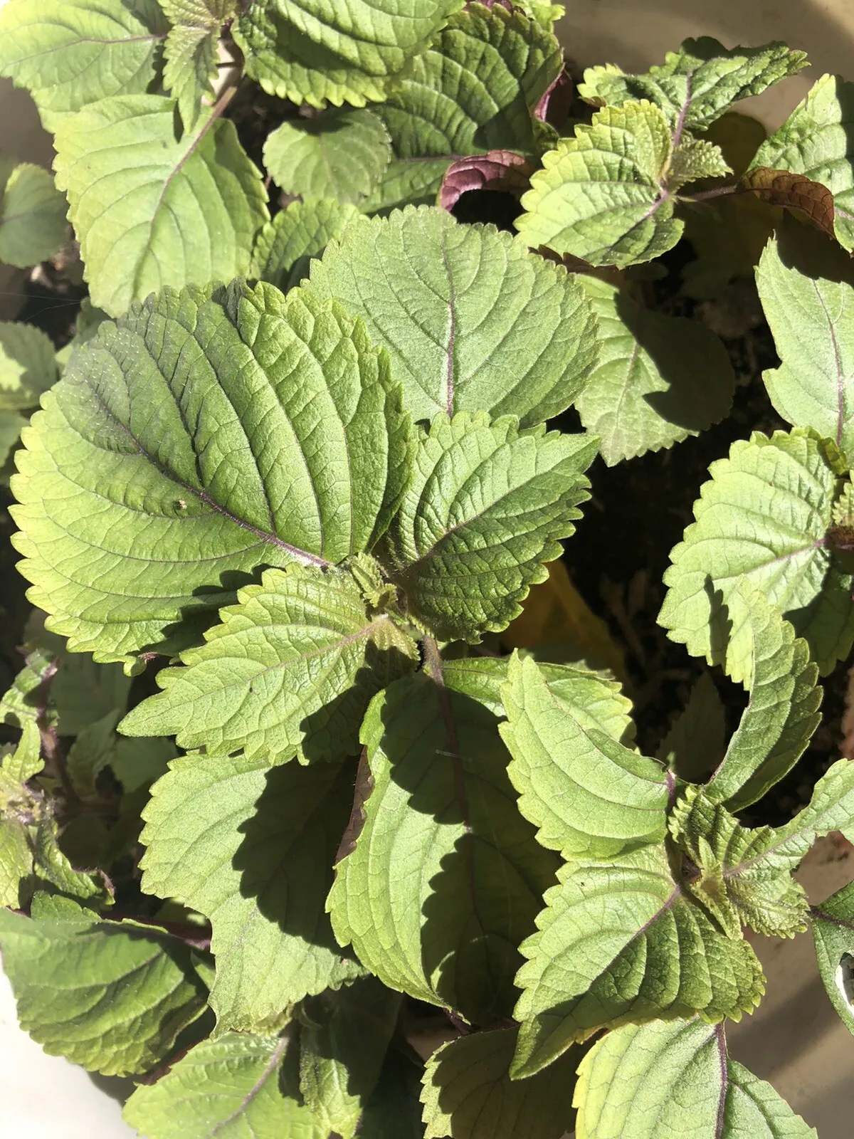 3pcs Shiso Perilla Plant Green Purple Beefsteak Plant Bare Root Ready To Plant - £35.10 GBP