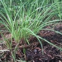 New Garlic Chives - Organic Heirloom Seed - One Of The Finest Herbs Of Cooking F - $5.98