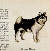 Siberian Husky 1939 Dog Breed Art Ole Larsen Color Plate Print Antique P... - £23.18 GBP