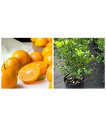 Dwaft Calamondin grafted Citrus Tree Flowering Live Plant - $218.81 CAD