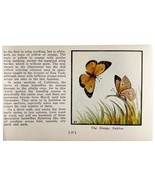 Orange Sulphur Butterfly 1934 Butterflies Of America Antique Insect Art ... - $367.96 MXN