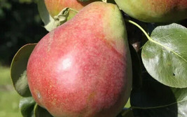 25+ Obelisk Pear Seeds - $9.00