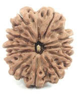 Super Collector 11 mukhi Rudraksha - 29.22 mm - Nepal - Lab Certified - $333.55 CAD