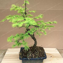 Larch Bonsai Larix Tree Bonsai New Arrival Home Garden Plant seeds - £9.27 GBP