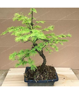 Larch Bonsai Larix Tree Bonsai New Arrival Home Garden Plant seeds - $11.62