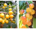 Yellow Jamaican Cherry Tree Muntingia calabura Rooted Starter Plant - £43.15 GBP