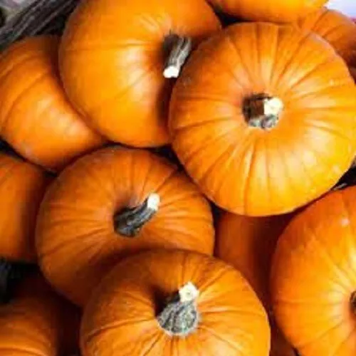 Premium Small Sugar Pumpkin Fresh Heirloom Seeds for Pies - $3.14