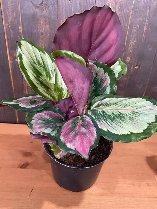 Eclipse Calathea 25+ Seeds for Garden Planting - $12.00