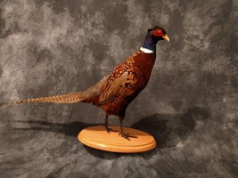 RINGNECK PHEASANT ROOSTER - museum quality - MOUNT - TAXIDERMY - £432.54 GBP