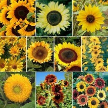 Sunflower Sunny Mix Landscaper&#39;S Pack Bulk Non-Gmo Hummingbirds 150 Seeds - £14.86 GBP