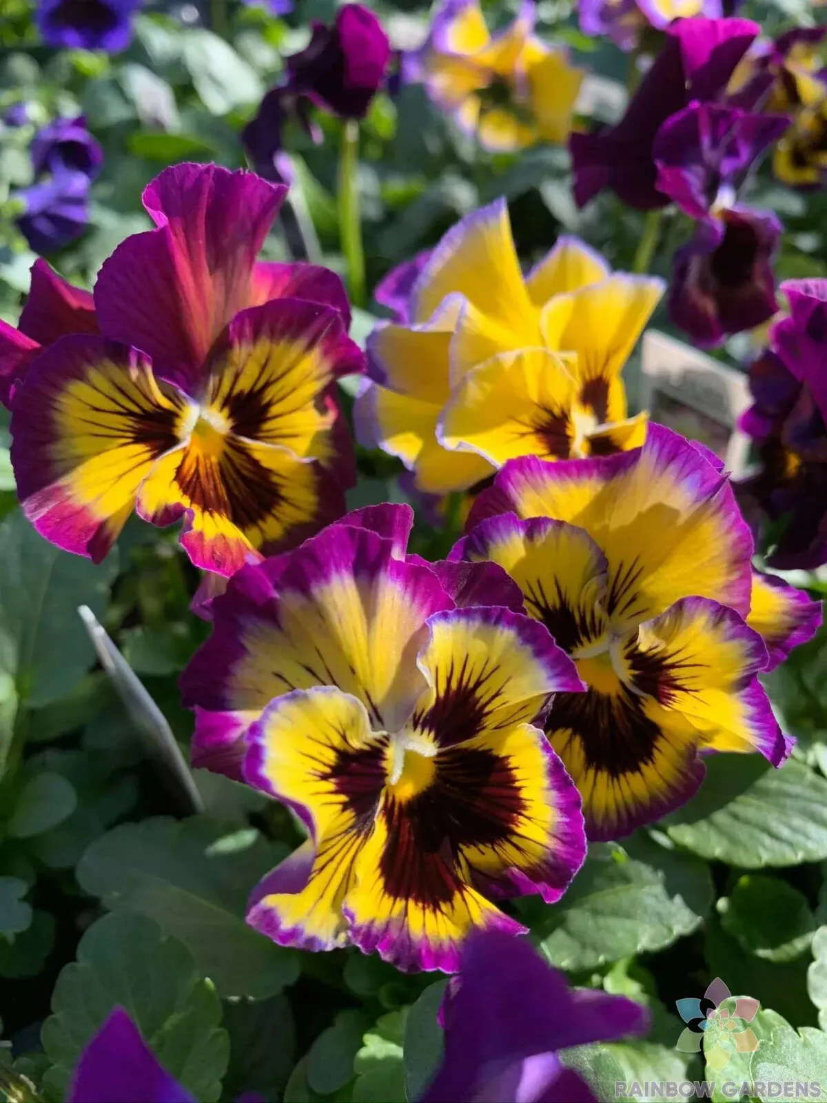 200 Frizzle Sizzle Lemonberry Pansy Viola Seeds Fast US Shipping - £8.97 GBP