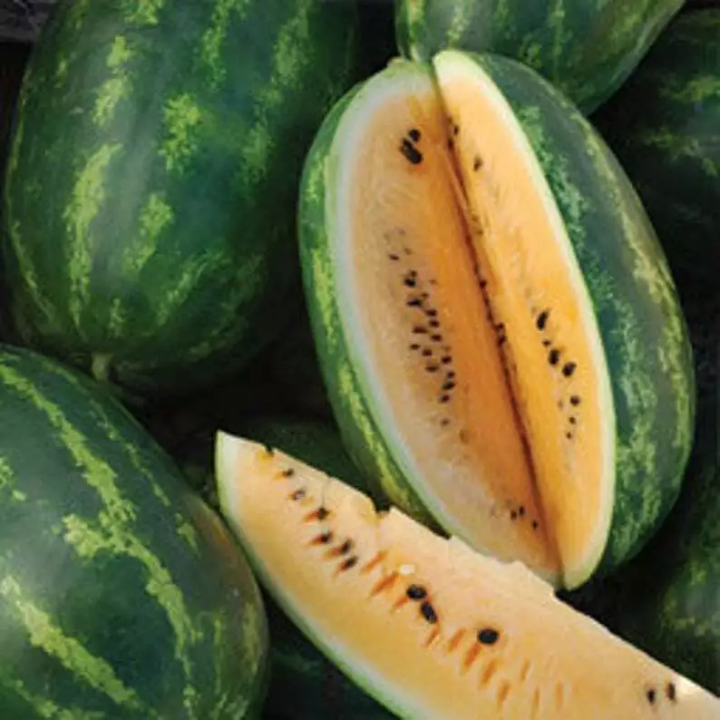 TISS 6 Tendersweet Orange Watermelon Seeds Very Sweet Non GMO Garden Seeds - $8.53