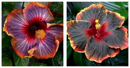 Tropical Hibiscus Black Rainbow Small Rooted Starter Plant Ships Bare Root - £55.43 GBP