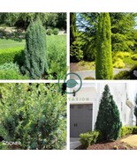 100 seeds Pencil Point Juniper - $255.22 MXN