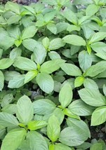 200 Seeds Egyptian Spinach Saluyot Jute Molokhia USA Garden - £7.46 GBP