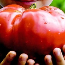 New Fresh Seeds 5 Monster Tomato Seeds - $10.98