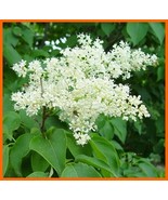 SEED-Japanese tree lilac (Syringa reticulata) -Seeds from an Ivory Silk ... - $8.44+