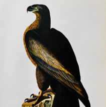 1979 Golden Eagle ERROR Color Plate Print Audubon Birds Of America Art F15J - $49.99