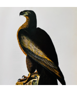 1979 Golden Eagle ERROR Color Plate Print Audubon Birds Of America Art F15J - $931.41 MXN