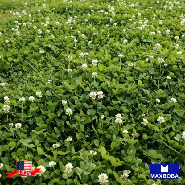 250+ White Dutch Clover Cover Crop Seeds Perennial Non Gmo Fresh Garden - £5.21 GBP