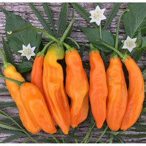 25+ Aji Amarillo Pepper Seeds – Authentic Peruvian Chili Variety - $16.50