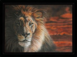 Guy Hobbs Pride African Lion Framed Limited Edition Canvas - £318.94 GBP