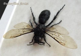 Real Large Tarantula Wasp Hemipepsis Entomology Framed Collectible Shado... - $94.02 CAD