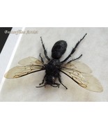 Real Large Tarantula Wasp Hemipepsis Entomology Framed Collectible Shado... - $94.74 CAD