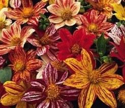 New! 20+ Fireworks Dahlia Flower Seed Mix Hardy Annual - $9.84