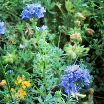 401+Globe Gilia Thimble Flower Seeds Native Southwest Wildflower Drought Heat Fr - £7.85 GBP