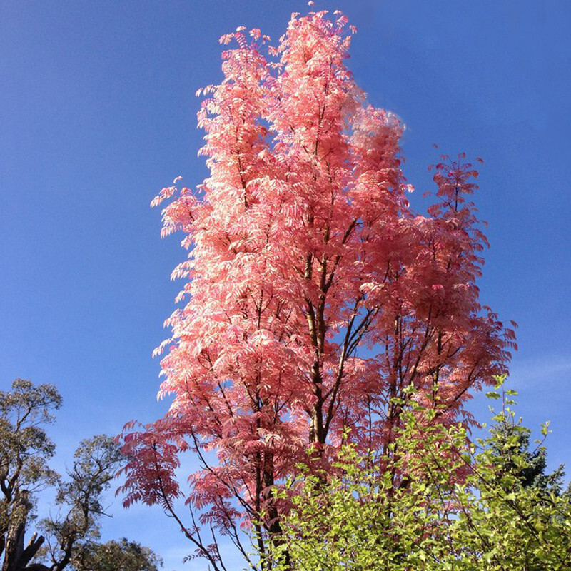 Tood Tree FMG Toona Sinensis Toon Tree Seeds Elegant Form Attractive Foliage ...