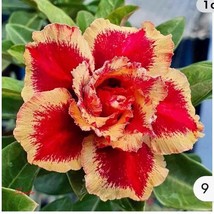 USA SELLER Santa Desert Rose Adenium Obesum Small Rooted Seedling Plant - $39.98