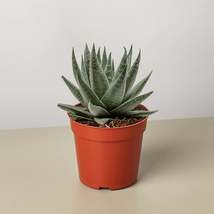 Succulent Haworthia Savanna - $11.99+