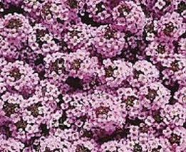 Alyssum Seeds Wonderland Lavender Ground Cover 100 Seeds Garden USA Seeds - £6.24 GBP