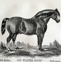 Sir Walter Scott Clydesdale Horse 1863 Victorian Duke Of Hamilton Stalli... - $49.99