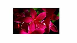 Plumeria 10 Inch Hawaiian Cutting Rare Dark Red C9 - $25.99