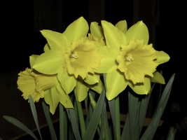 Proud Daffodils - £86.49 GBP