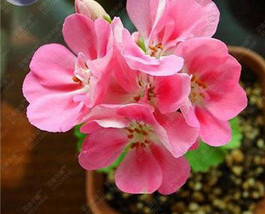 Hot New BELLFARM Geranium Peach Pink Red Compact Single Petals Flowers Seeds FRE - £4.87 GBP