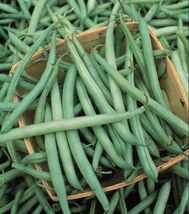 Fresh 20 Organic Kentucky Wonder Pole Bean Seeds  - $3.31