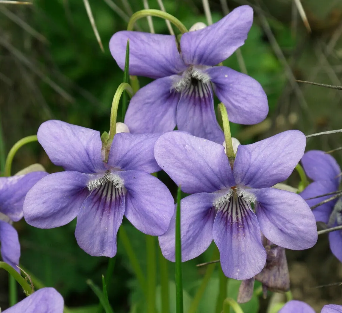 10+ Wild Common Blue Violet Flowers Live Plants Bareroot Viola Sororia - £52.07 GBP