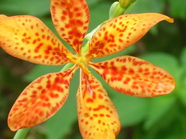 40 Blackberry Lily Seeds Belamcanda Chinensis  - £7.89 GBP