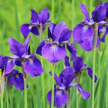 25 Seeds - Siberian Iris Perennial Flower - $7.99