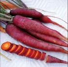 Purple Dragon carrot seeds One gram  / 800 Seeds USA Unique Sweet  - £9.19 GBP